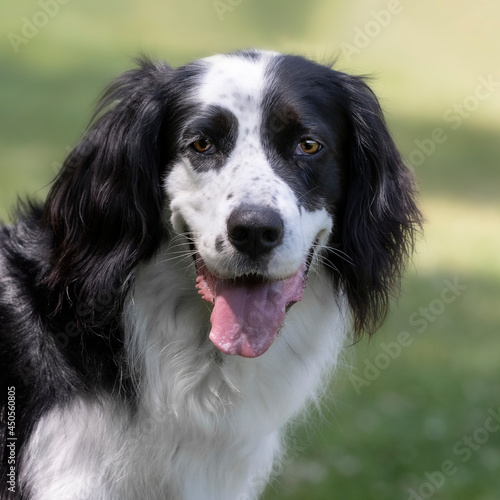 Portrait of a border collie and setter mix