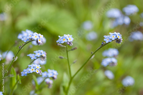 Forget me not flowers on meadow in summer time