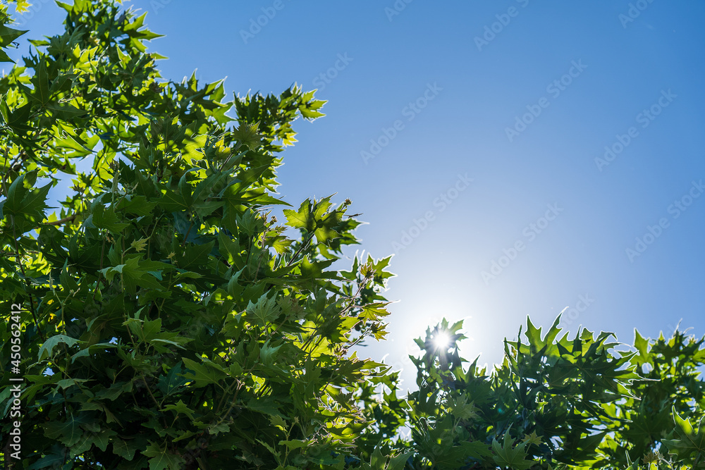 Summer sunbeam through green foliage with blue sky.