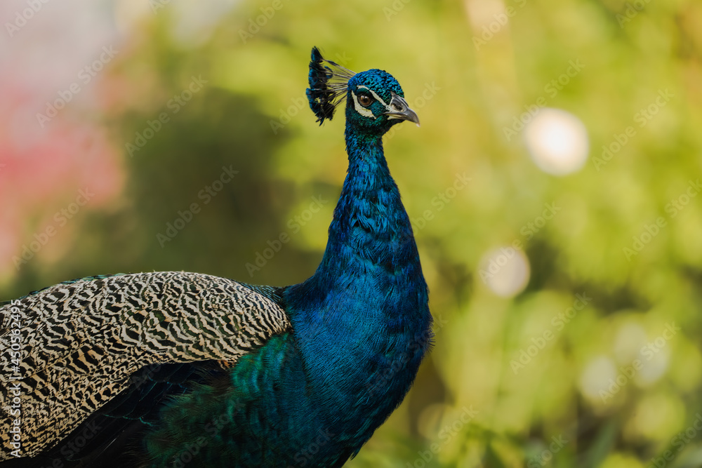 close up shot of colorful male peacock looking at camera close up shot of colorful male peacock looking at camera