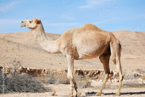 Camels in the Negev desert in Israel  Machtesh Ramon  Mitzpe Ramon