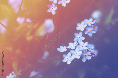 Forget me not flowers on meadow in summer time