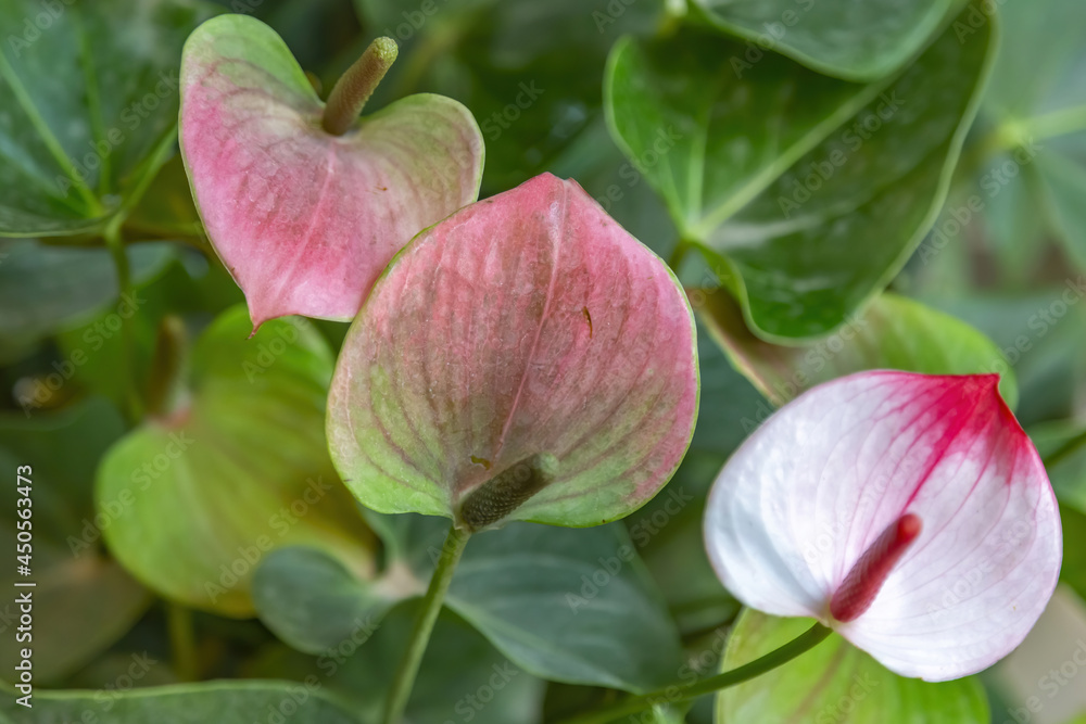 Beautiful flowering of an evergreen plant Anthurium of the Araceae family Beautiful flowering of an evergreen plant Anthurium of the Araceae family