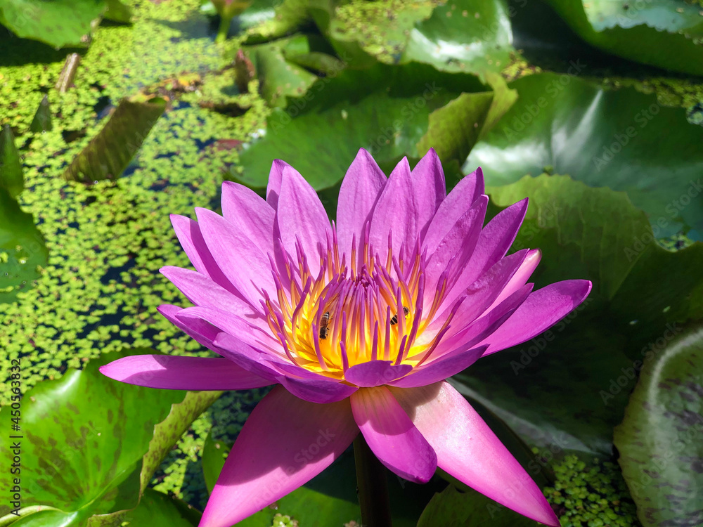 Lotus flower that blooms in the morning Lotus flower that blooms in the morning