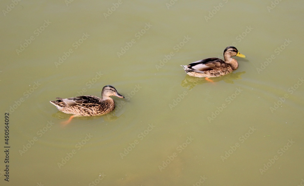 duck and ducklings duck and ducklings