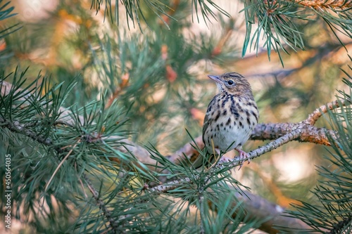Beautiful portrait of a forest variegated bird among pine branches, close-up. Anthus trivialis. Bird watching, wild life