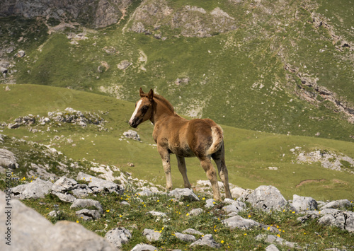 portrait of horse in freedom looking at the mountains