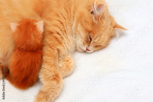 Ginger fluffy long-haired cat feeds a small newborn kitten on a white background. Nursing beautiful cat and her adorable baby, few days old