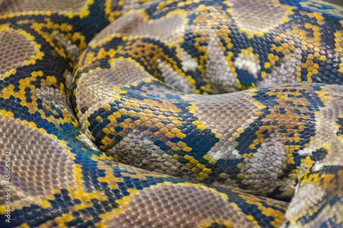 Snake skin pattern close-up
