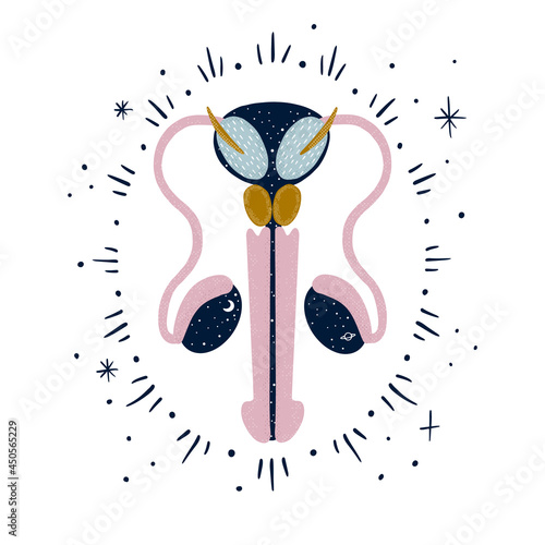 abstract modern illustration of the male reproductive system. health and beauty