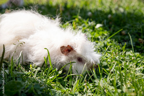 White long hair guinea pig in green grass. Fresh greens in pet nutrition. pet is walking on the green summer Meadow.Guinea pig eating grass outside.Copy space