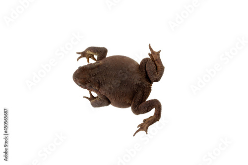 great caucasian earthen toad isolated on white background close up top view