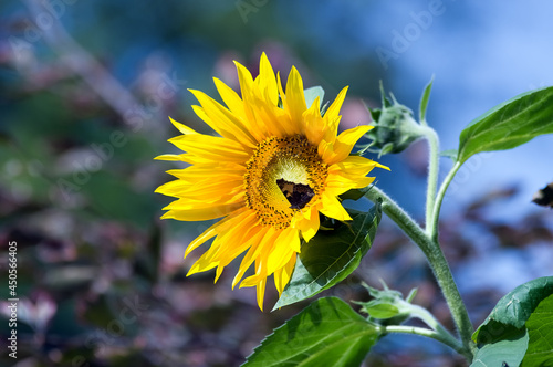 Duży ozdobny kwiat słonecznika w pięknych mocnych promieniach żółtego słońca	
