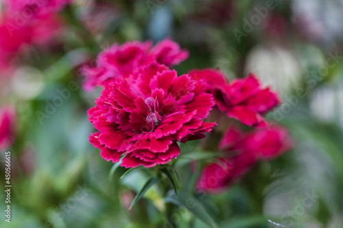 red and pink flower