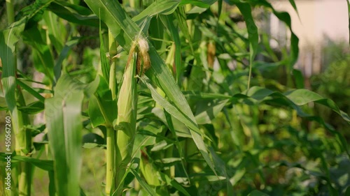 Ripe corn hanging on tree branches outdoors. Good harvest in the garden in sunny day. Farming at nature. Сorn background 4K