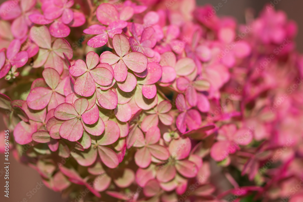 Obraz premium Background of pink hydrangea flowering close up, vivid plant with blossoms in autumn time , close up nature details 