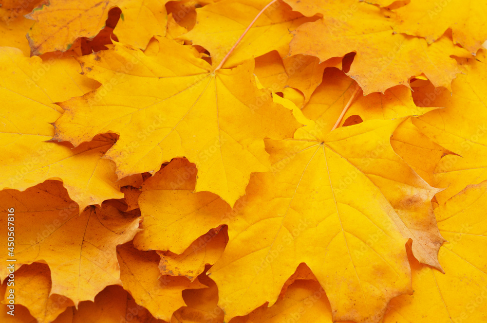 Pile of yellow leaves.