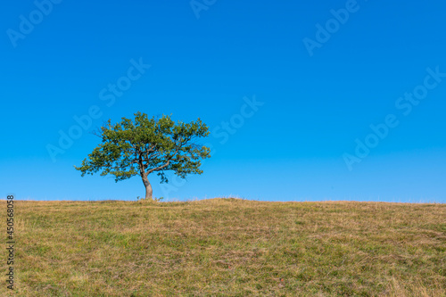 Lonely tree on grassy hill and blue sky