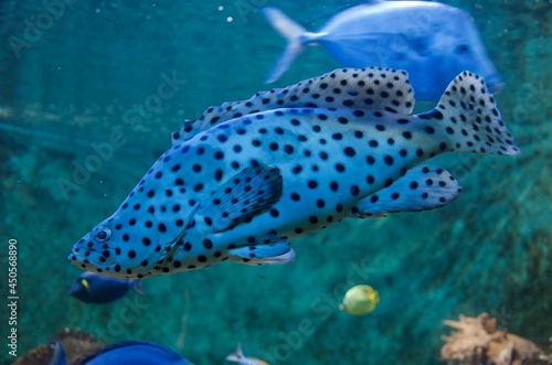 Fisch im Aquarium