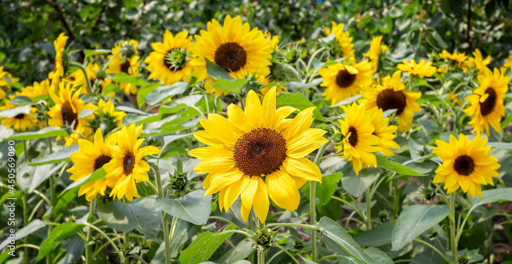 Panoramic close up of vibrant sunflowers in bloom Panoramic close up of vibrant sunflowers in bloom