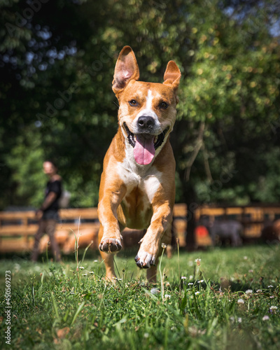 a happy dog running and waving with ears 