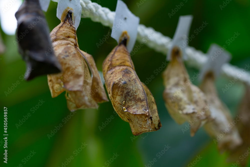 Amazing moment , Closeup beautiful Butterflies farm. Sign In Different butterflies chrysalis on a branch Amazing moment , Closeup beautiful Butterflies farm. Sign In Different butterflies chrysalis on a branch
