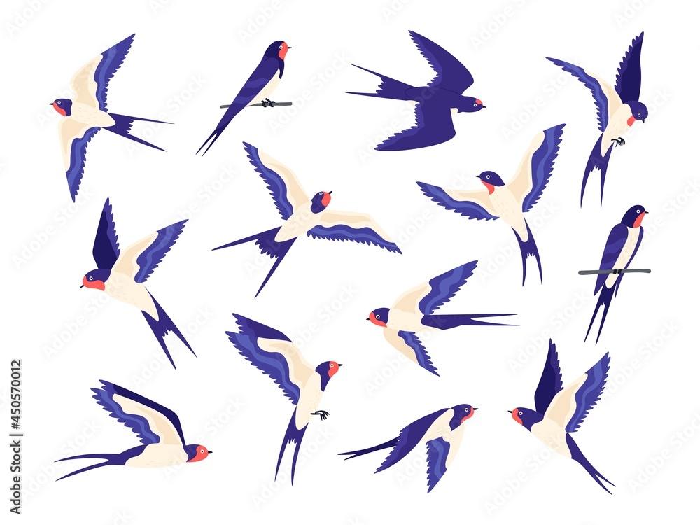 Cartoon small barn swallow birds flight poses. Flat swallows fly in sky and sit on wire. Swift black white bird flock. Swallow vector set