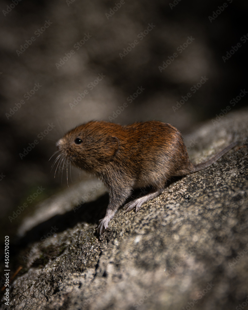 cute rodent in the wild 