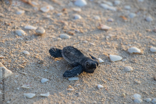 Tortugas de mar recién nacidas en camino al mar