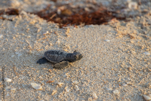 Tortugas de mar recién nacidas en camino al mar © MiguelAngel