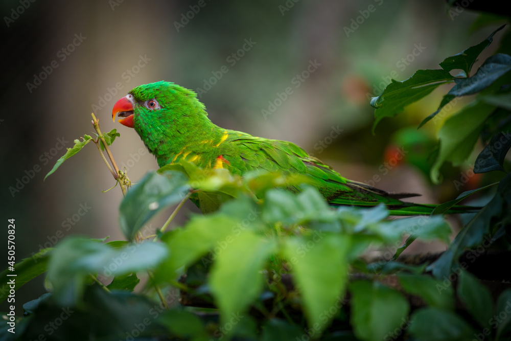 Scaly-breasted lorikeet in the nature park Scaly-breasted lorikeet in the nature park