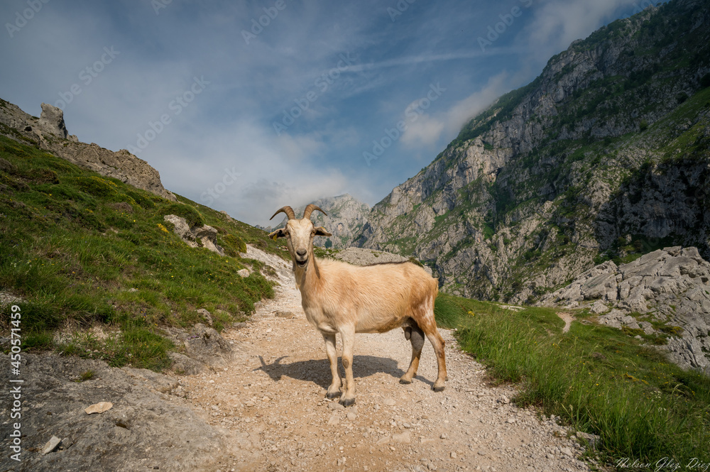 goat in the mountains in Ruta del Cares, León
