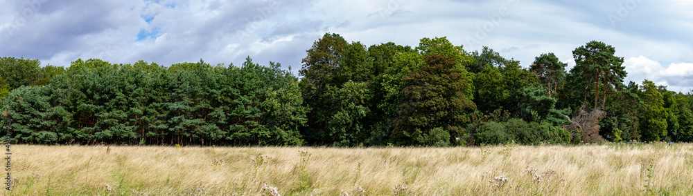 panorama of an forest edge, dry grass meadow in front of the trees