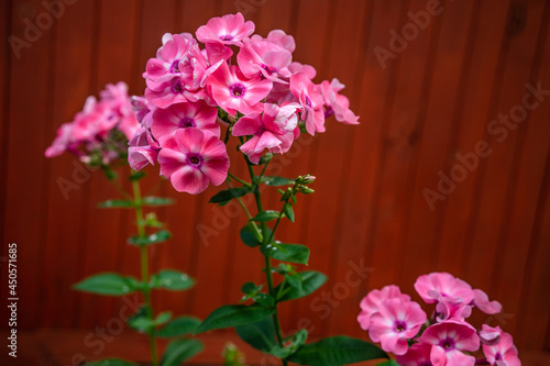 Buds of pink wild flowers on a wooden red background