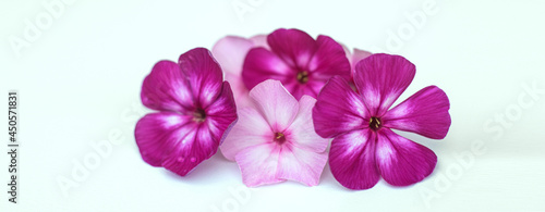Pink flower buds with five leaves on a white isolate, a background for a greeting text.