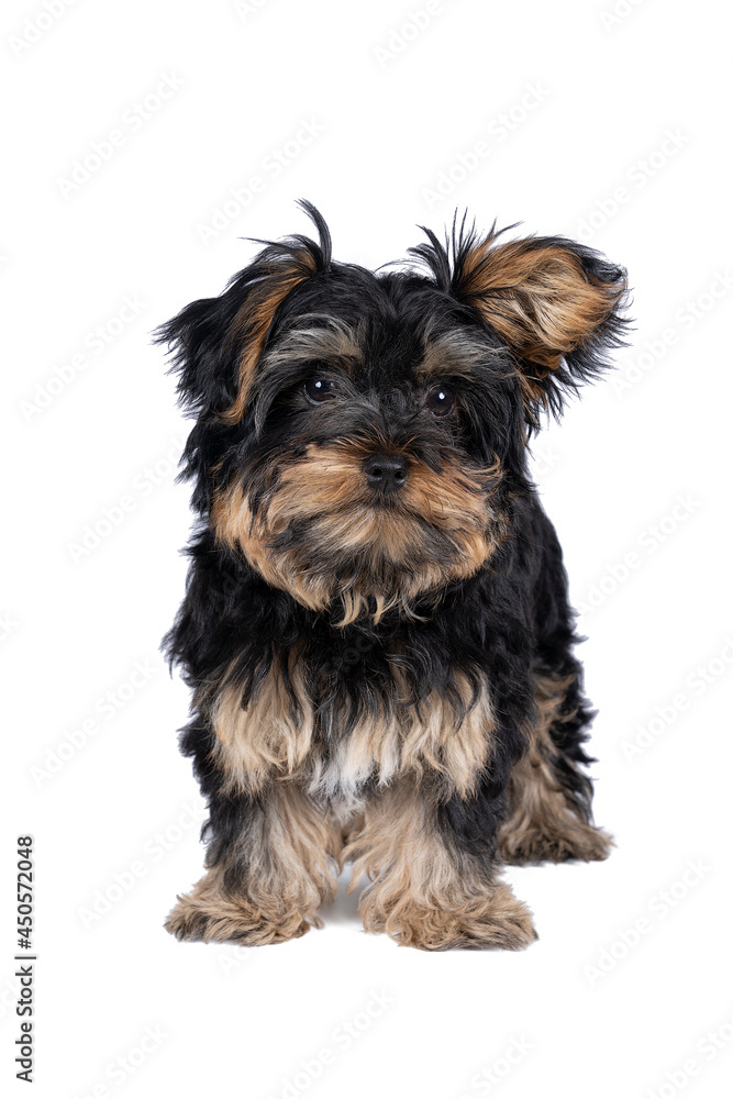 Little Yorkshire Terrier puppy isolated on a white background