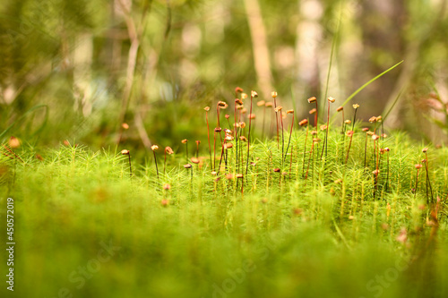 Moss bloom. Small brown pods on fine filaments rise up to spray spores. Blurred green forest background.  © Марина Чернякова