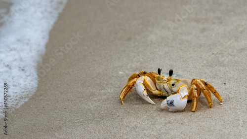 crab on the beach with sand and ocean waves
