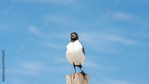 seagull on a post at the beach with blue sky behind him and ocean sea life all around