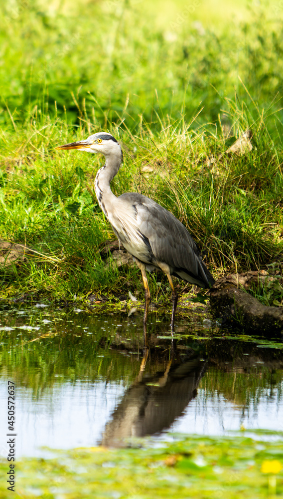 Fototapeta premium Wild Heron