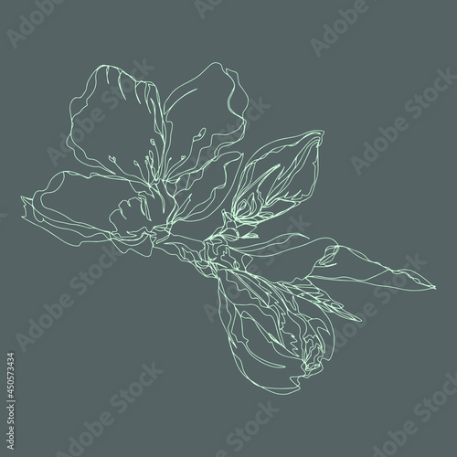 flower branch with leaves and unopened bud isolated vector background