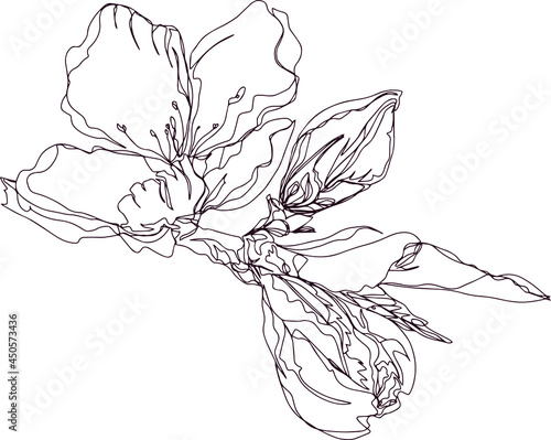 flower branch with leaves and unopened bud isolated vector background