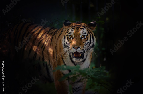 A dangerous tiger walks discreetly through the forest to find its prey.