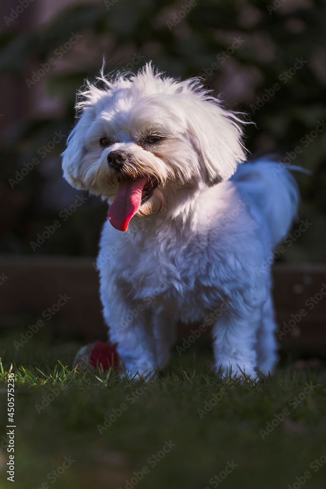 A closeup portrait of a small cute white boomer dog standing alone in a garden on the grass lawn with its mouth open and its red tongue out because it is hot or it is exhausted after running around.