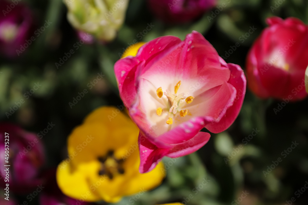 Obraz premium Colorful Tulip in Flower Garden