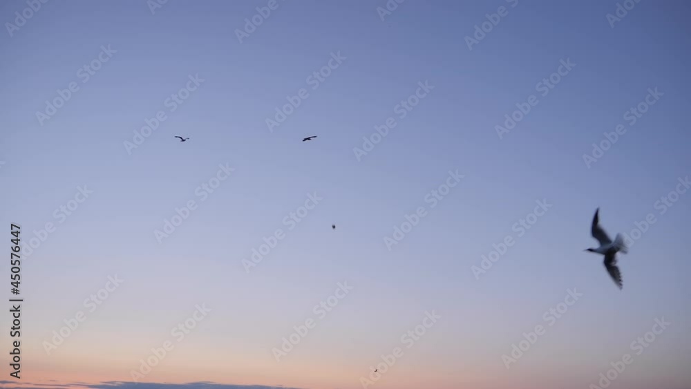 Slow motion: silhouettes of seagulls flying against blue sky at evening. Freedom, wildlife, nature concept Slow motion: silhouettes of seagulls flying against blue sky at evening. Freedom, wildlife, nature concept