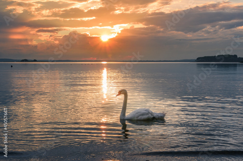 The swan in the sunset light. Minsk sea  Belarus