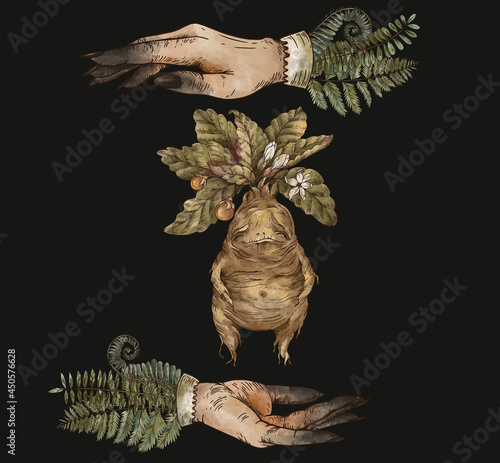 Vintage mandrake root with witch hands greeting card, Witchcraft mystery hand-drawn illustration photo