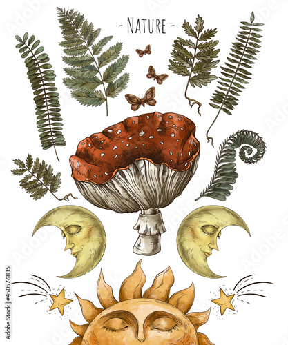 Vintage magic forest botanical illustration, witchcraft art, amanita mushroom