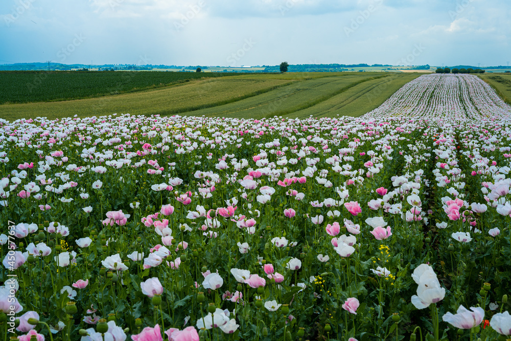 Beautiful Polish fields of white and pink poppies.